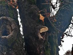 Sarcodontia spumea