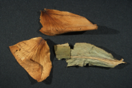 Caeoma miniatum