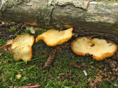 Neofavolus suavissimus