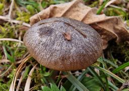Entoloma plebeioides