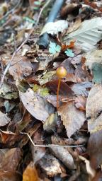Mycena crocata