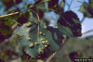 Taphrina populina