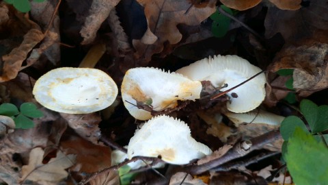 Hygrophorus chrysodon