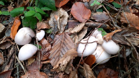 Lepista glaucocana