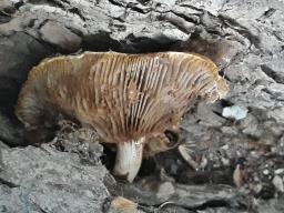 Cyclocybe cylindracea
