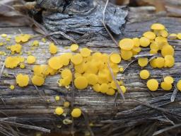 Calycina citrina