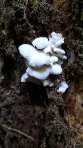 Osteina obducta