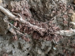 Stemonitis