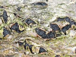 Botryosphaeria dothidea