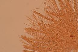 Poculum firmum