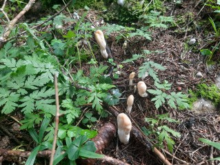 Podostroma leucopus