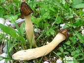 Morchella semilibera