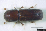 Xyleborus monographus