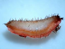 Scutellinia barlae
