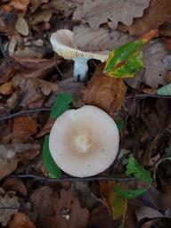 Russula veternosa