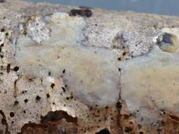 Radulomyces confluens