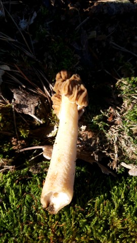 Verpa bohemica