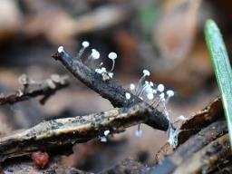 Ombrophila juniperinella