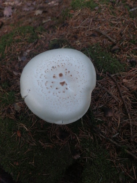 Lentinus tigrinus