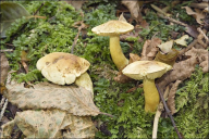 Tricholoma sulphureum