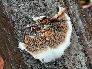 Serpula himantioides