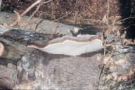 Fomitopsis pinicola