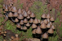 Mycena stipata