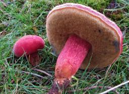 Rheubarbariboletus armeniacus