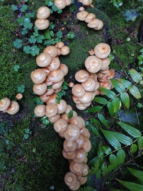 Kuehneromyces mutabilis