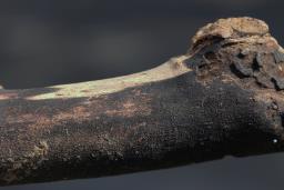 Eutypa maura
