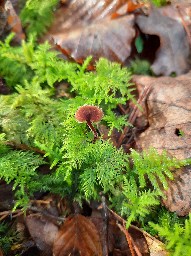 Auriscalpium vulgare