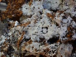 Trechispora farinacea