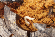 Chalcophora mariana