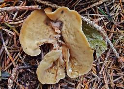 Otidea concinna