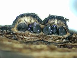 Diatrypella quercina