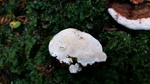 Heterobasidion annosum