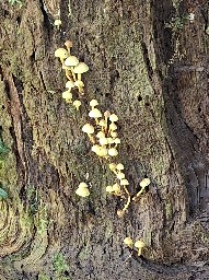Hypholoma fasciculare var. pusillum