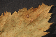 Ochropsora ariae