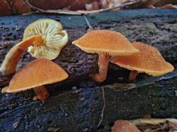 Flammulaster limulatus