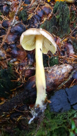 Collybiopsis peronata