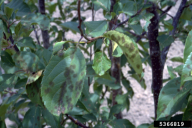 Venturia inaequalis