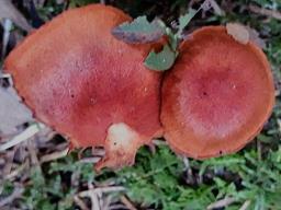 Cortinarius cinnabarinus
