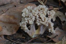 Clavulina cinerea
