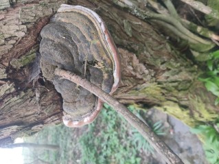 Phellinus igniarius