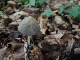 Coprinellus radians