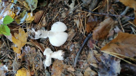 Amanita pantherina