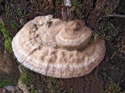 Ganoderma applanatum