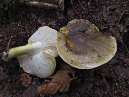 Tricholoma sejunctum