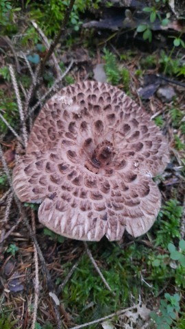 Sarcodon imbricatus