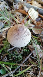 Macrolepiota permixta